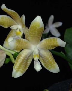 Phalaenopsis tetraspis