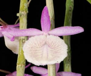 Dendrobium polyanthum