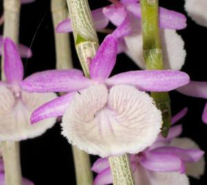 Dendrobium polyanthum