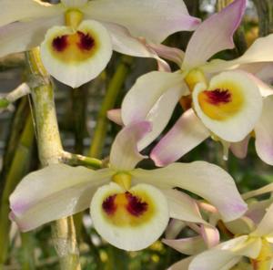 Dendrobium signatum