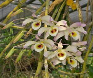 Dendrobium signatum