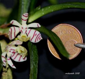 Trichoglottis pusilla