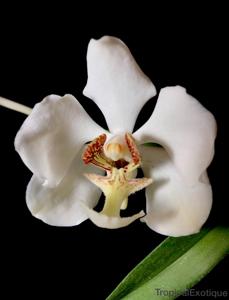 Vanda barnesii