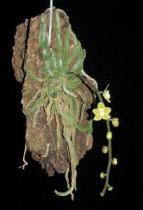 Chiloschista viridiflava