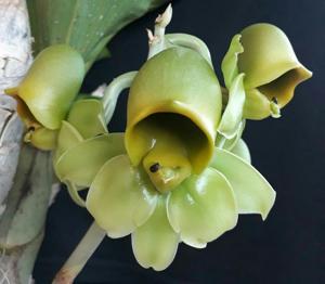 Catasetum macrocarpum