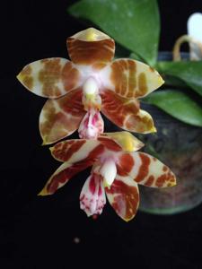 Phalaenopsis amboinensis