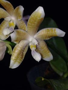 Phalaenopsis tetraspis