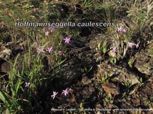 Cattleya caulescens