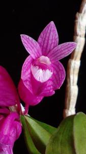 Dendrobium lawesii