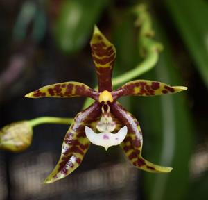 Phalaenopsis pantherina