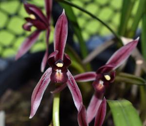 Cymbidium dayanum