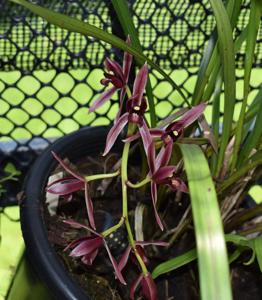 Cymbidium dayanum