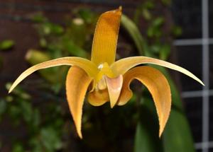 Bulbophyllum lobbii