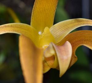 Bulbophyllum lobbii