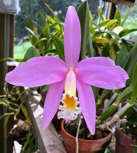 Cattleya jongheana