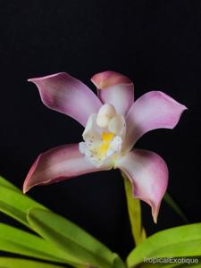 Cymbidium wadae