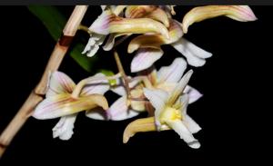Dendrobium calcariferum