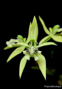 Coelogyne parishii