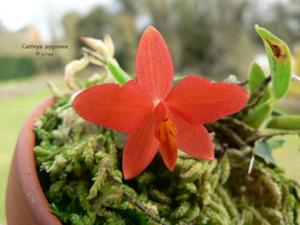 Cattleya pygmaea