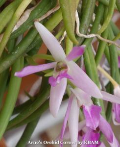 Leptotes pohlitinocoi