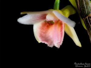 Dendrobium boosii