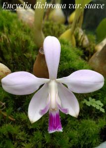 Encyclia dichroma