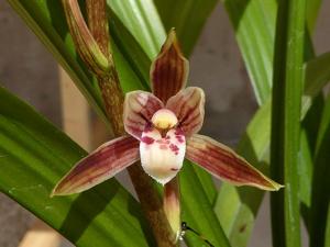 Cymbidium sinense