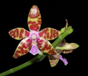 Phalaenopsis bastianii