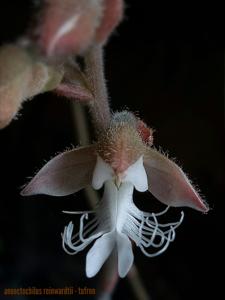 Anoectochilus reinwardtii