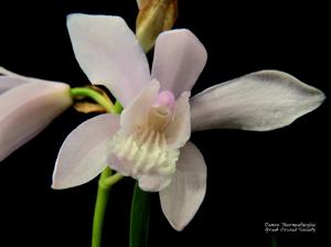 Bletilla striata