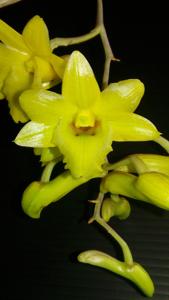 Dendrobium cerinum