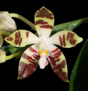 Phalaenopsis sumatrana