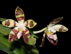 Phalaenopsis sumatrana