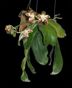 Phalaenopsis sumatrana