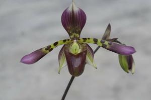 Paphiopedilum haynaldianum