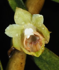 Dendrobium hosei