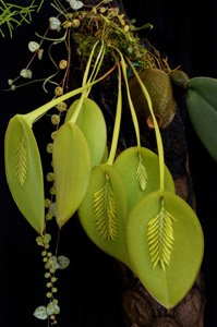 Acianthera pectinata