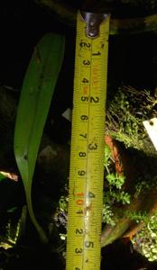 Bulbophyllum pristis