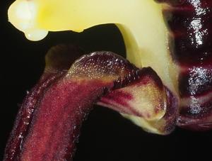 Bulbophyllum pristis