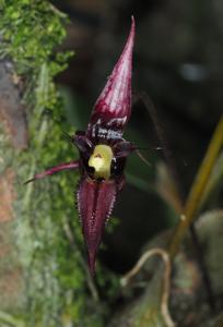 Bulbophyllum pristis