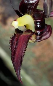 Bulbophyllum pristis