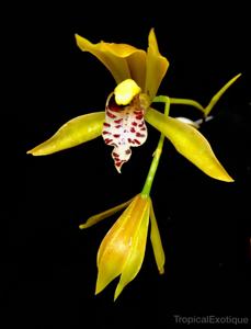 Cymbidium tigrinum