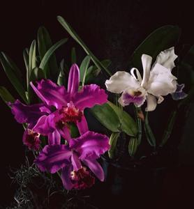 Cattleya lueddemanniana