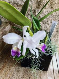 Cattleya lueddemanniana