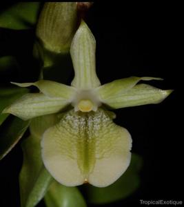Dendrobium connatum
