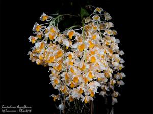 Dendrobium thyrsiflorum