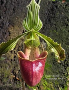 Paphiopedilum bungebelangi