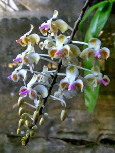 Phalaenopsis celebensis