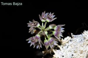 Dendrobium porphyrochilum