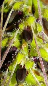 Bulbophyllum lemniscatoides